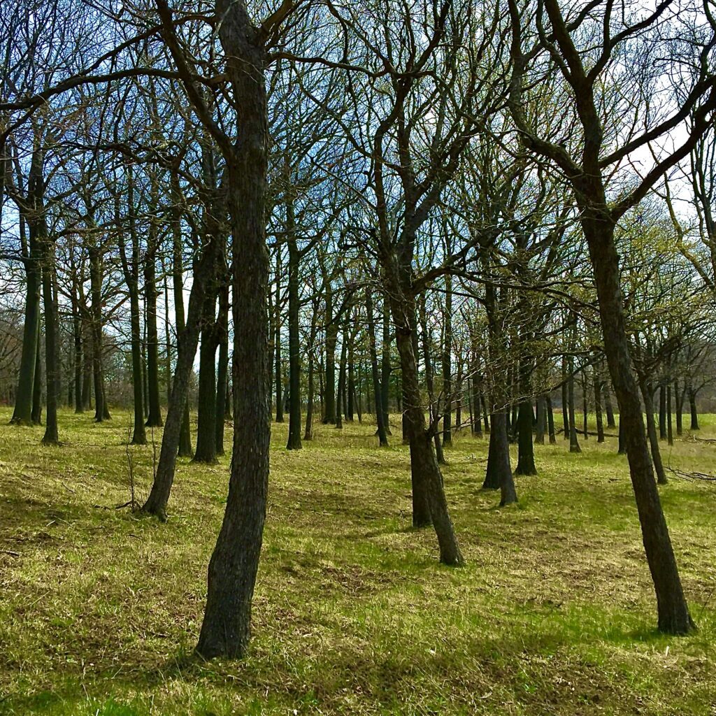 Black Forest, Niagra, NY, 2017